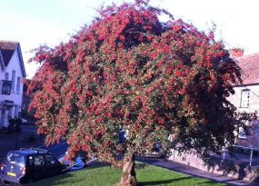 Cotoneaster-cornubia_s (2) Cotoneaster-cornubia_s (2)